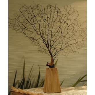 Sea Fan on Driftwood Base