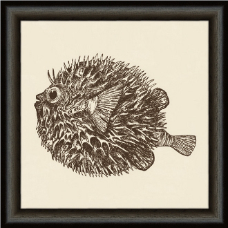 Blowfish Framed art
