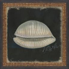 Seashell No2 Framed Art