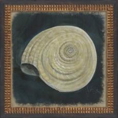 Seashell No8 Framed Art