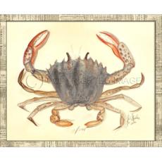 Crab08 Framed Art