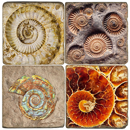Ammonite Fossil Marble Coasters Set Of 4