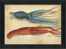 MI Ocean Lobster 02