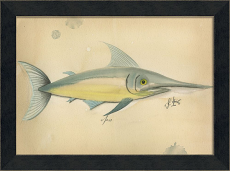 MI Ocean Swordfish