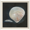 Seashell No5 Framed Art