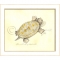 Spiney Soft Shell Turtle Framed  Art