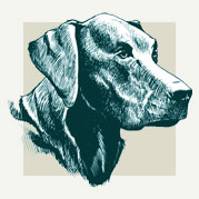 Beach Dog Decor