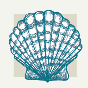 Seashell Decor