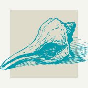 Conch Shell Decor