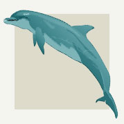 Dolphin Room Decor