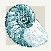 Nautilus Shell Decor