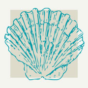 Scallop Shell Decor