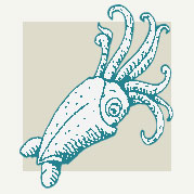 Squid Decor