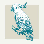 Tropical Parrot Decor