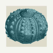 Sea Urchin Wall Decor & Accents