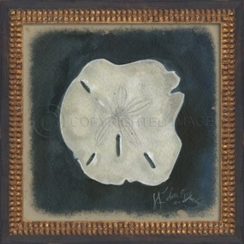 Seashell No7 Framed Art