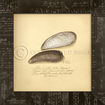 Blue Mussel Framed Art
