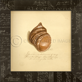 Common Shell Framed Art