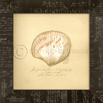 Cockle Shell Framed Art