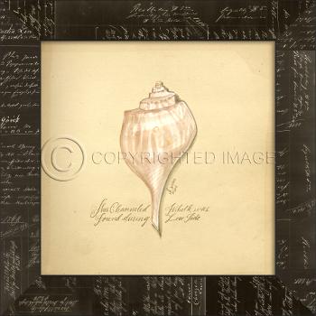 Channeled Whelk Framed Art Work