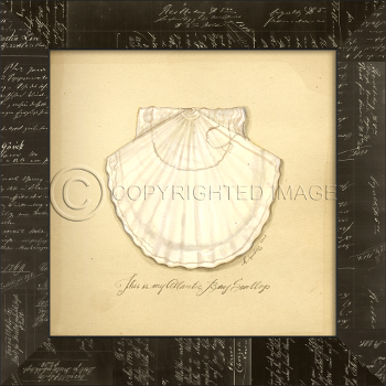 Atlantic Bay Scallop Framed Art Work