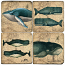 The Whale Coasters Set Of 4