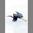 Heron In Flight Designer Flag