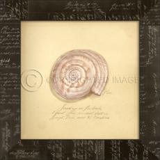 Sundial Shell Framed Art