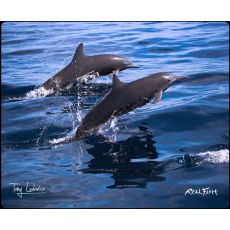Spinner Dolphins Cutting Board