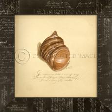 Common Shell Framed Art