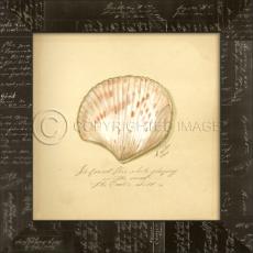 Cockle Shell Framed Art