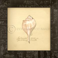 Channeled Whelk Framed Art Work