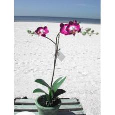 Phalaenopsis -Silk Orchid