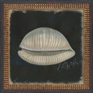 Seashell No2 Framed Art