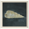 Seashell No3 Framed Art