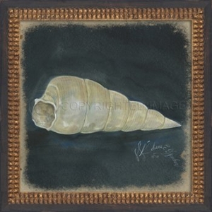 Seashell No3 Framed Art