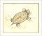Spiney Soft Shell Turtle Framed  Art