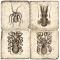 Octopus Italian Marble Coasters