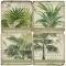 Palm Leaves Coasters S/4