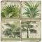 Palm Leaves Coasters S/4