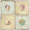 Sea Shells  Coasters