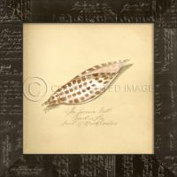 Junonia Shell Framed Art