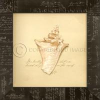 Knolby Shell Framed Art