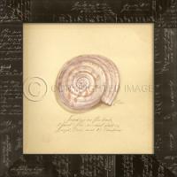 Sundial Shell Framed Art