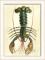 Mr Crabby 