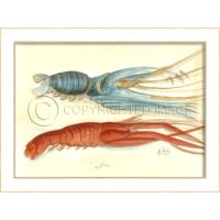 Lobster02 Framed  Art