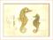 Seahorses Framed  Art