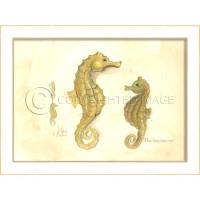 Seahorses Framed  Art