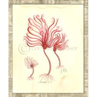 Seaweed03  Framed Art