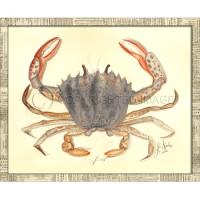 Crab08 Framed Art